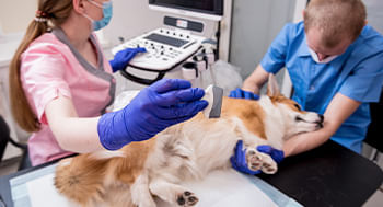 Ultrassonografia em Pequenos Animais